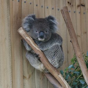 Koala