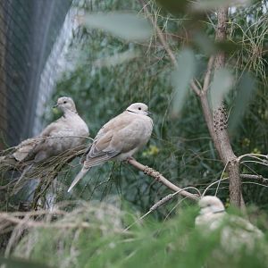 Barbary Doves