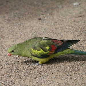 Regent Parrot