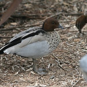 Australian Wood Duck