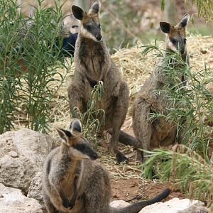 Swamp Wallabies