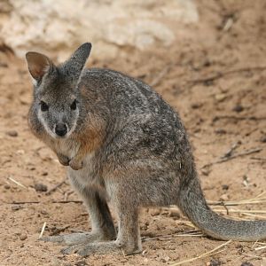 Tammar Wallaby