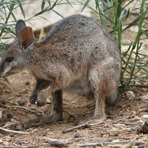 Tammar Wallaby