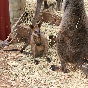 Swamp Wallaby joey