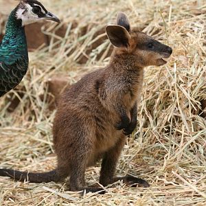 Swamp Wallaby joey