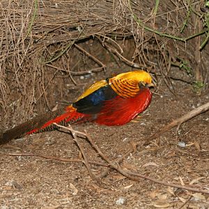 Golden Pheasant