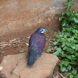 New Guinea Ground Dove