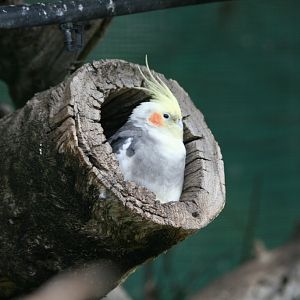 Cockatiel in log