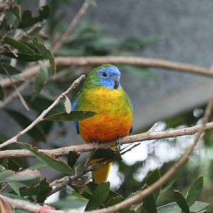 Turquoisine Parrot