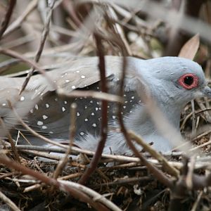 Diamond Dove on nest