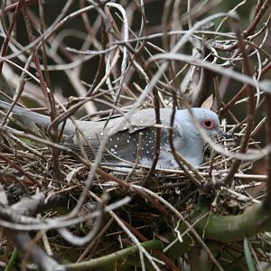 Diamond Dove on nest