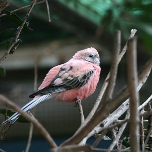 Rosa Bourke Parrot