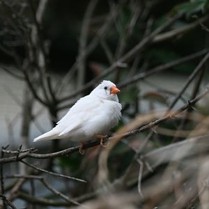 White Zebra Finch