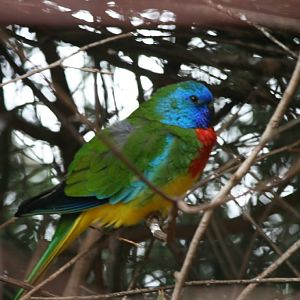Scarlet-chested Parrot