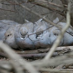 Silver (or Blue) King Quail males