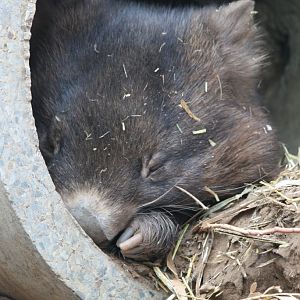 Common Wombat