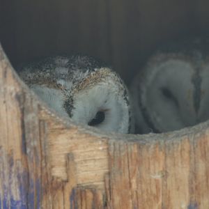 Barn Owls