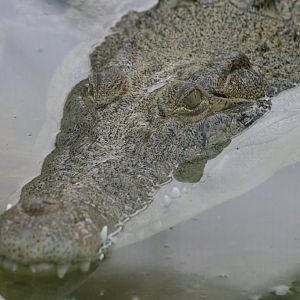 Heartburn the Saltie