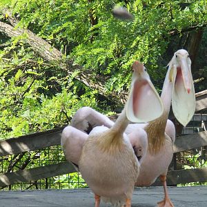 Great White Pelicans
