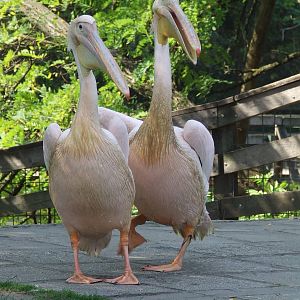 Great White Pelicans