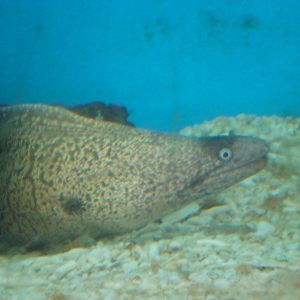 Moray eel