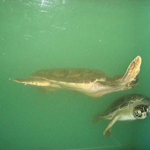 Young loggerhead and green turtles