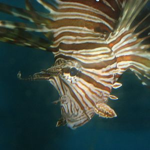 Lionfish
