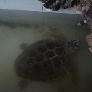Large loggerhead