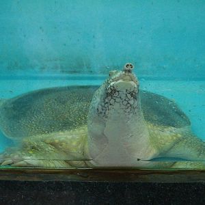 Nile softshell turtle
