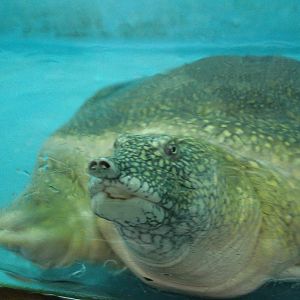 Nile softshell turtle