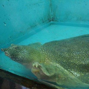 Nile softshell turtle