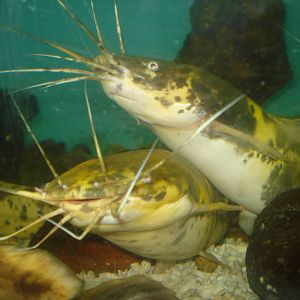 Catfish