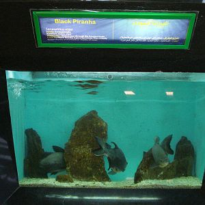 Piranha tank