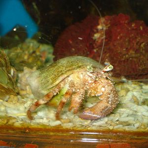 Hermit crab