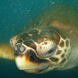 Loggerhead turtle