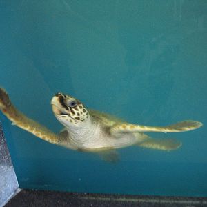 Loggerhead turtle