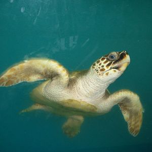 Loggerhead turtle
