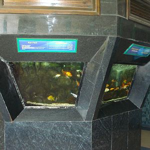 Freshwater fish