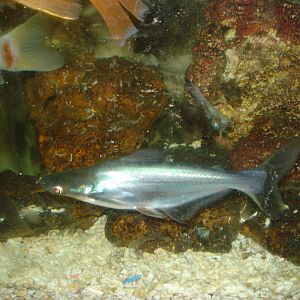Pangasius sp. (?)