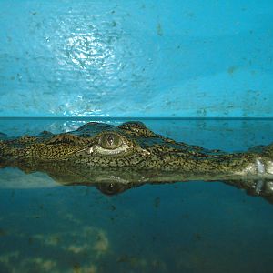 Nile crocodile