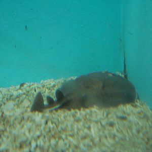 Torpedo ray
