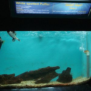 Pufferfish tank
