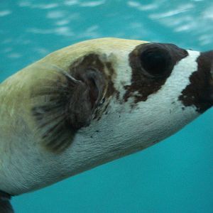 Masked pufferfish