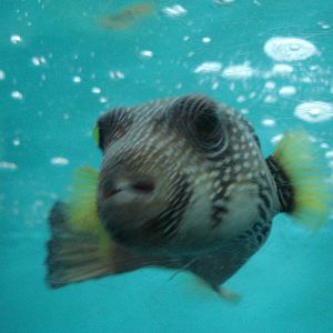 Whitespotted pufferfish
