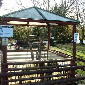 Black-headed Caique exhibit at Wingham 28/11/09