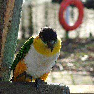 Nautical Black-headed Caique at Wingham 28/11/09
