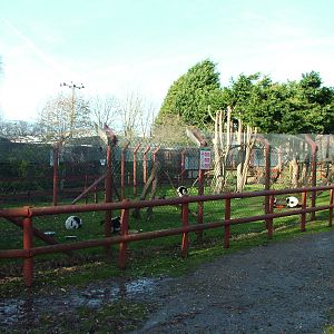 Black-and-White Ruffed Lemur exhibit at Wingham 28/11/09