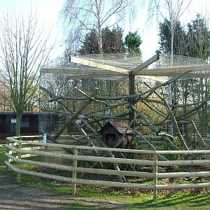 Raccoon exhibit at Wingham 28/11/09