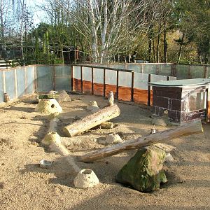 Meerkat exhibit at Wingham 28/11/09