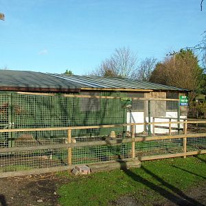 Outdoor Caiman area at Wingham 28/11/09
